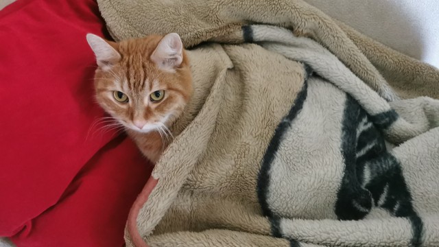 Котовторник 18.10.22