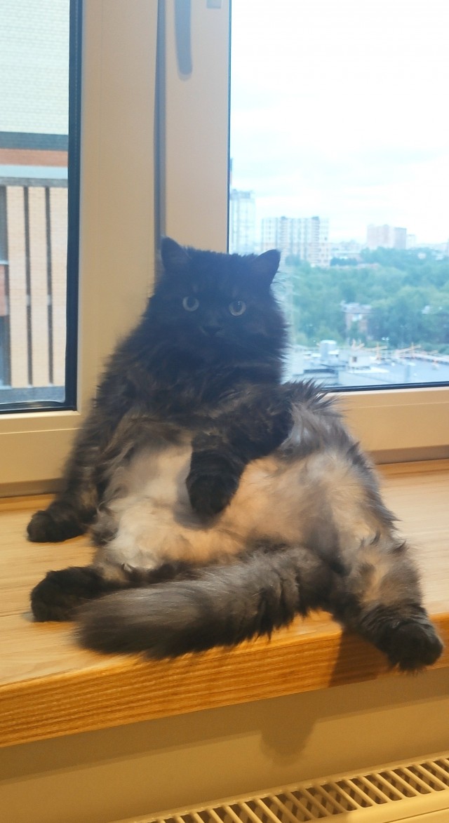 Котовторник 1.11.22