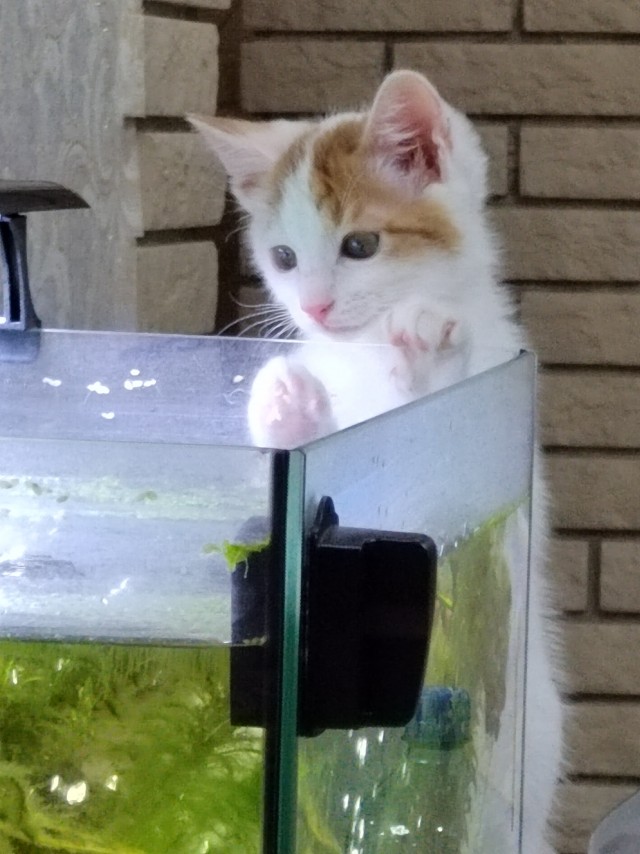 Котоюмор на ЯП. Веселые кото-картинки!