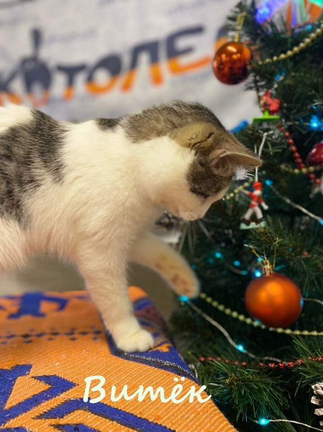 Жизнь домашнего приюта "Котоленд" 368