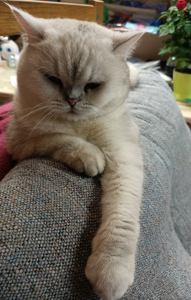 Мой кот