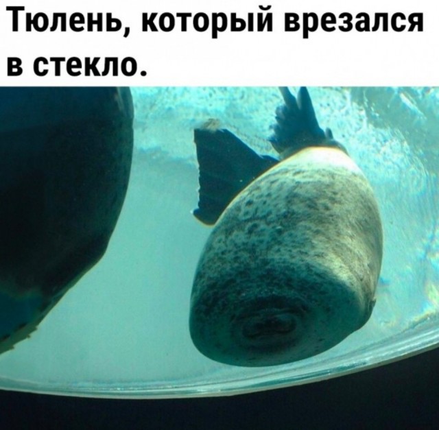 Так себе картинки 20.06.23