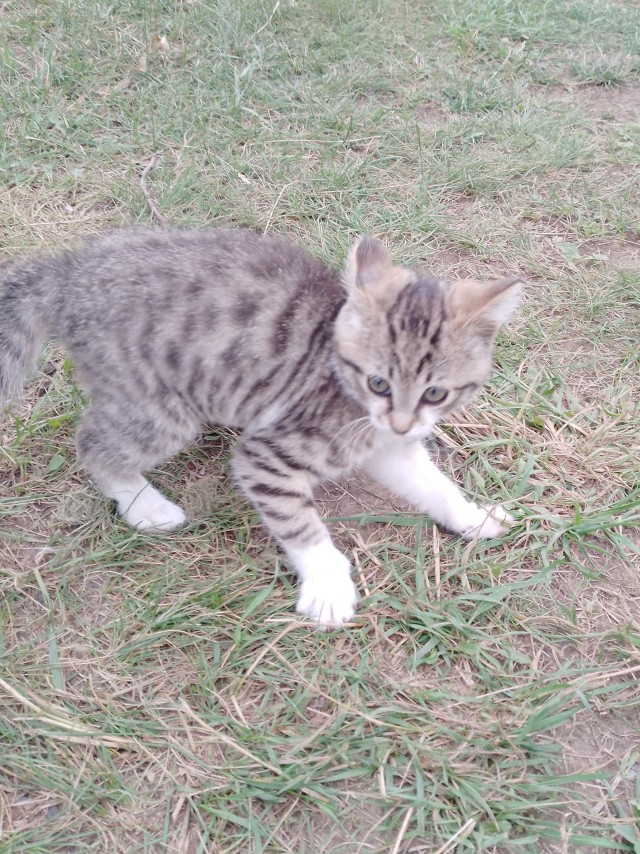 Приблудился