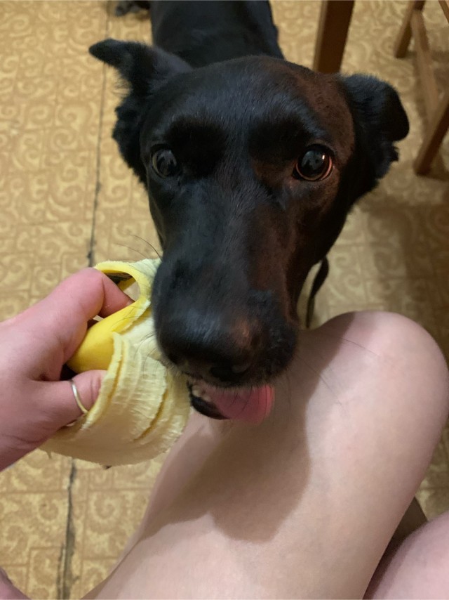 Собакочетверг