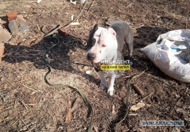 Хозяйка агрессивной бойцовской собаки заплатит покусанному свердловскому школьнику