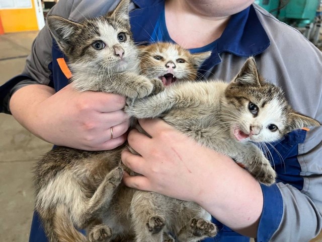 Очень производственные коты