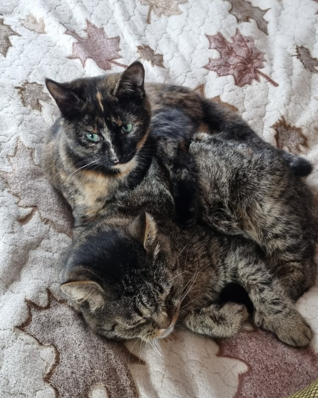 Год назад мы стали рабами (котовторник)