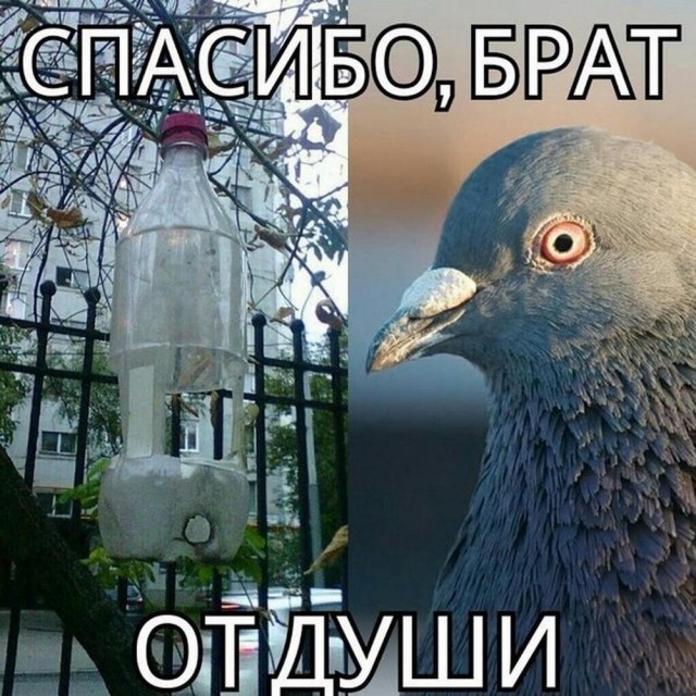 Приколы с налетом деградации
