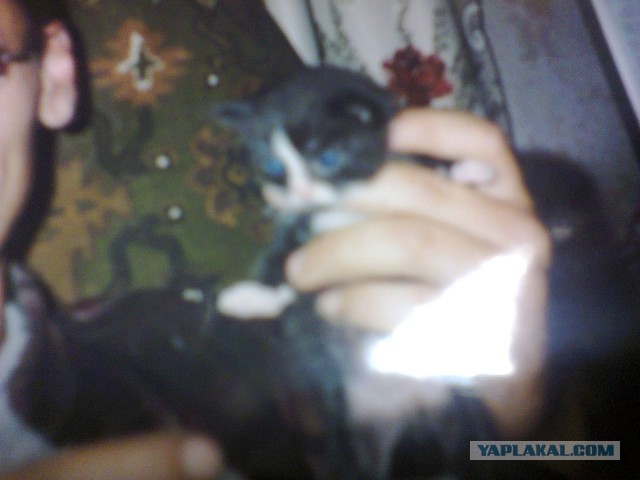 Как мы выкармливали котят.