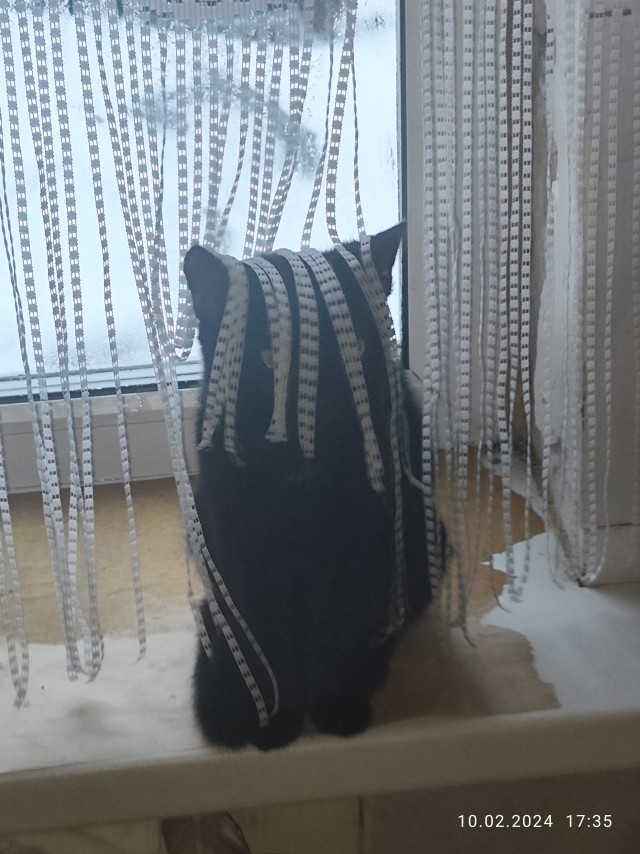 Котовторник уже пришёл?