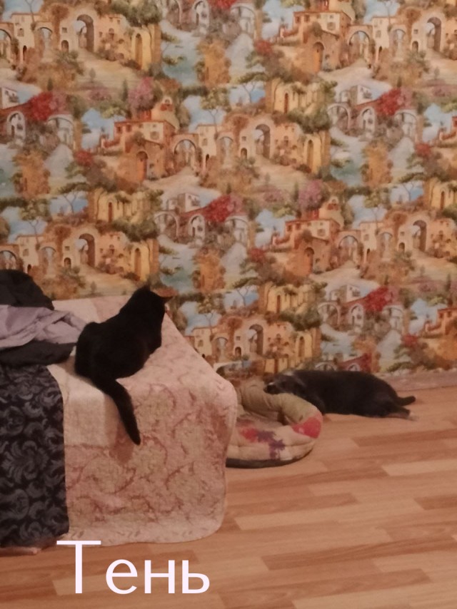 Жизнь домашнего приюта "Котоленд" 431
