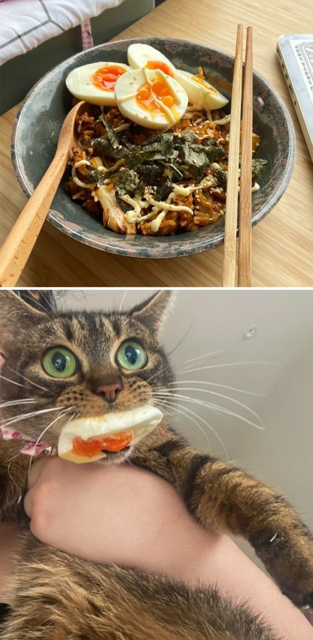 Котовторник в картинках
