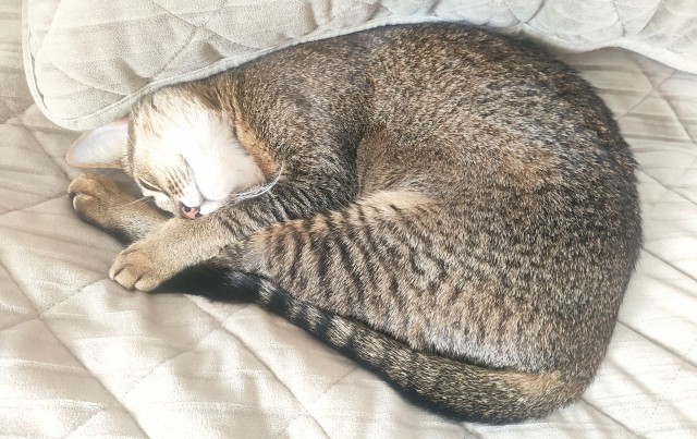 Котовторник!