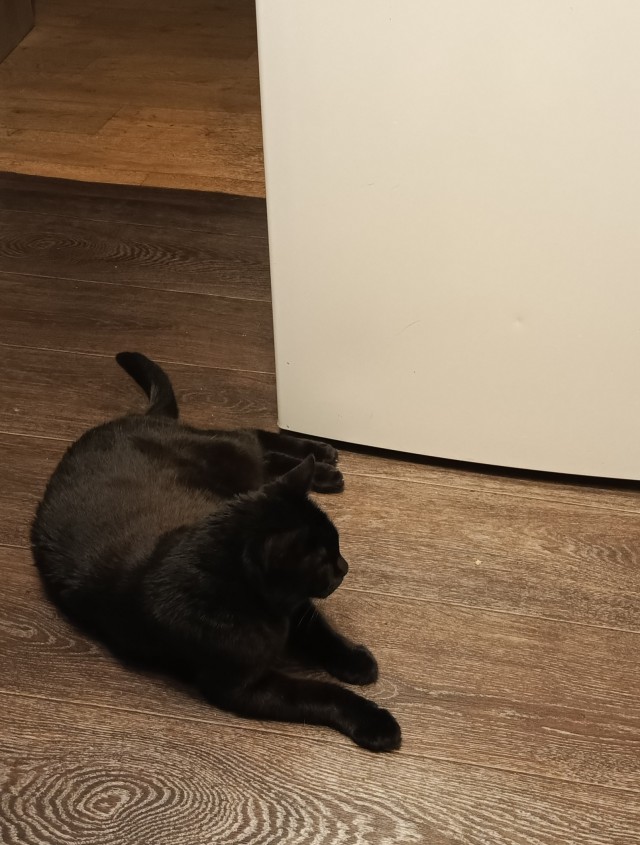 Котовторник же!