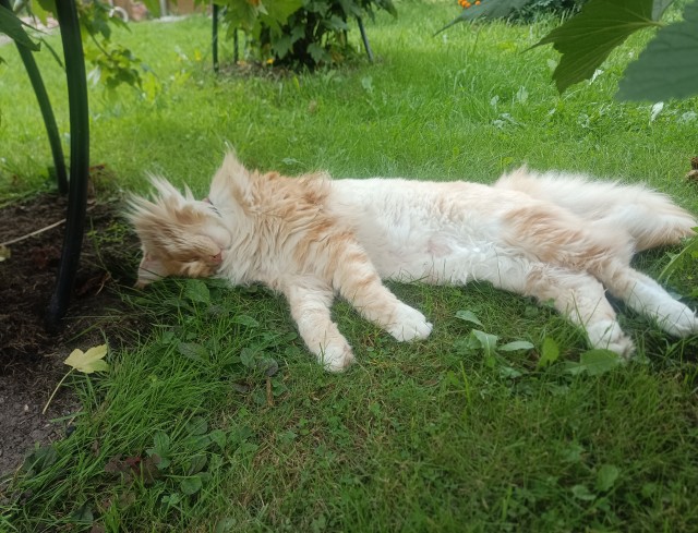 Кот на остановке