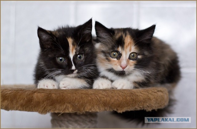 Котовторник 04.06.2013