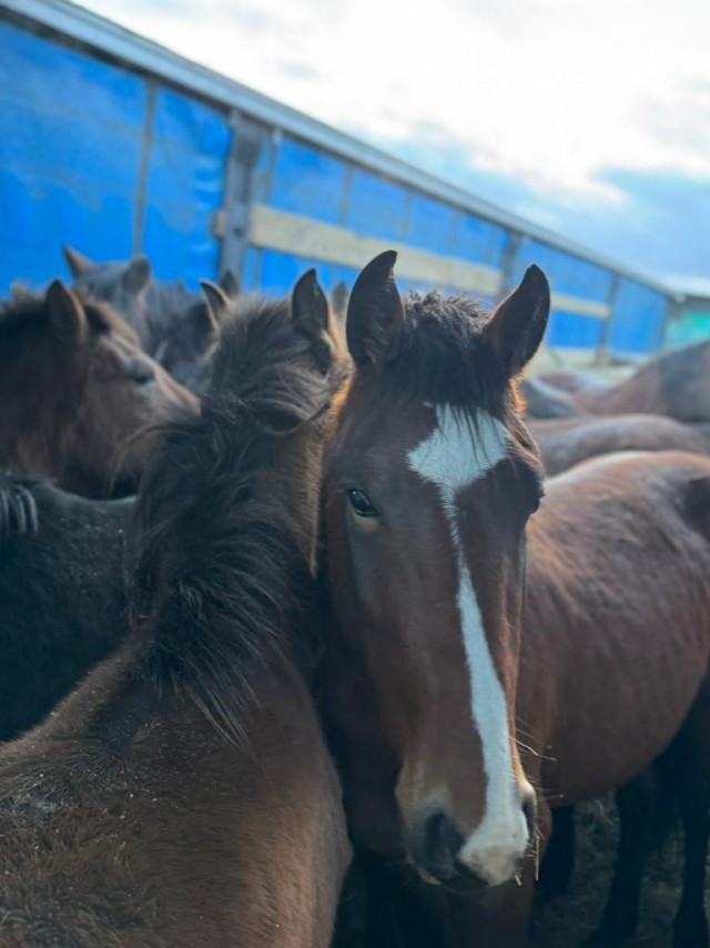 Чита! Замерзают лошади