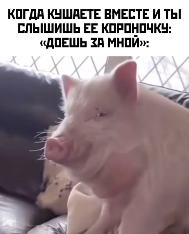 Весёлый полтишок 16.04 25.