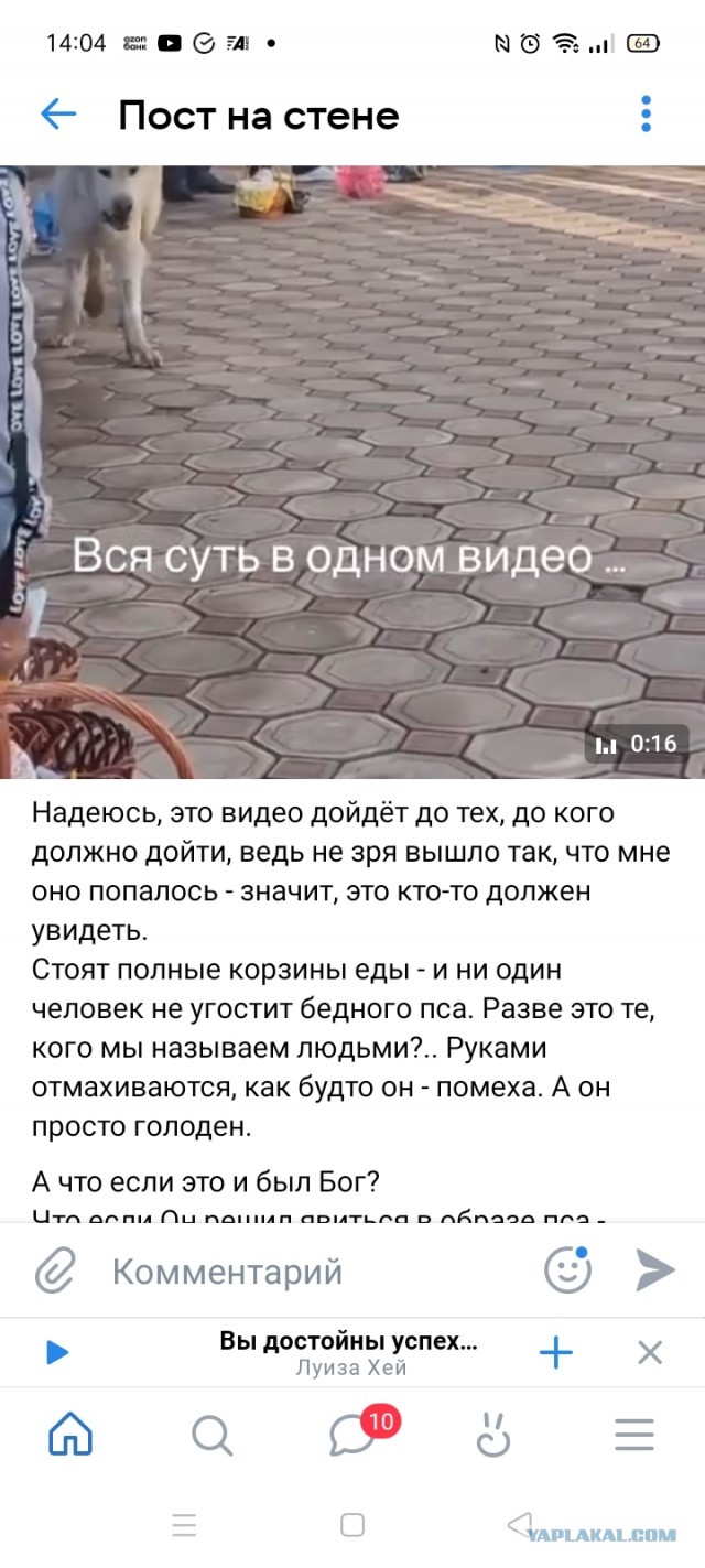 Под Орском огромный бродячий алабай попытался отгрызть голову школьнику