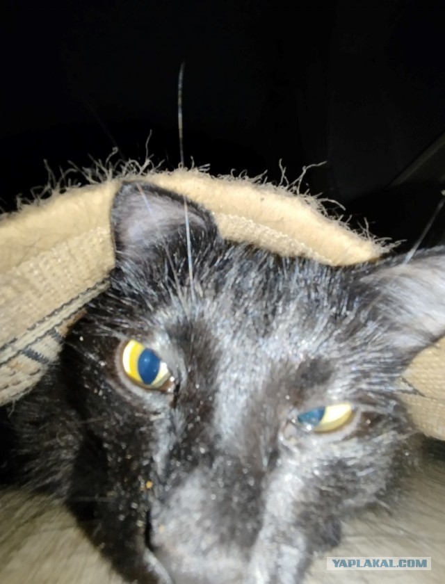 Это что, котовторник?