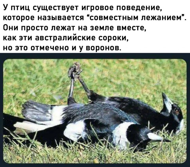Белый слон и другие картинки