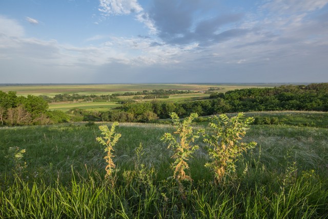 Донская степь
