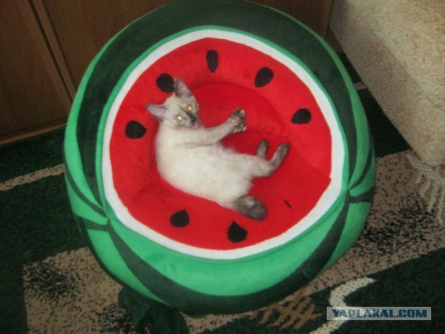 Котовторник 25.06.2013