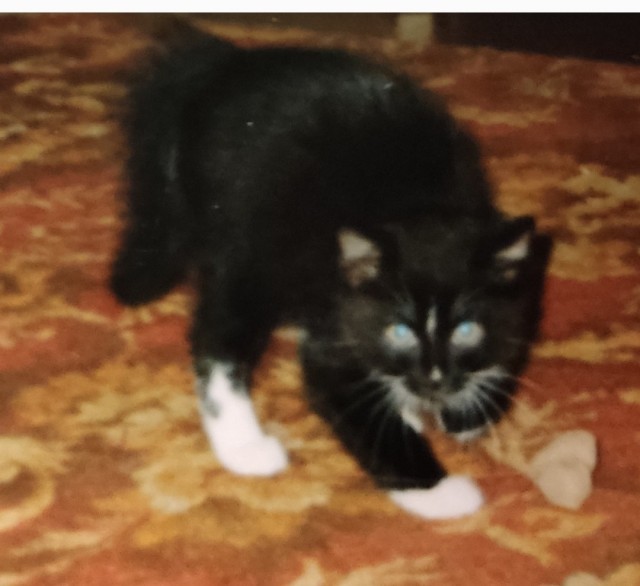 Не котовторнтик, но тем не менее