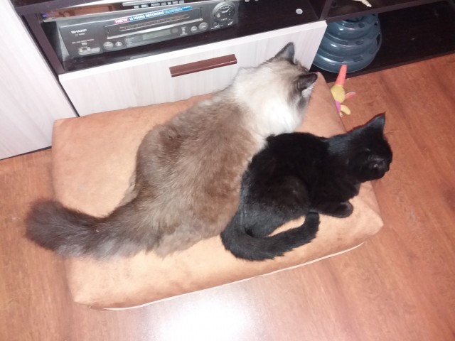 Вторник. Котовторник 28.10.25