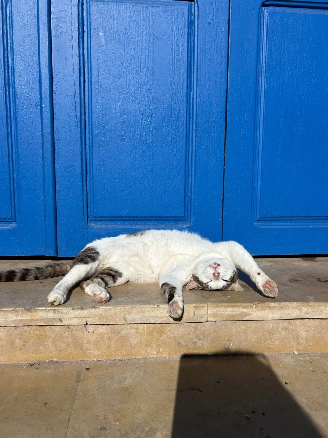 Уличные кошки Марокко