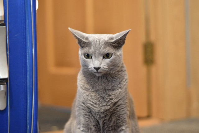 Как объяснить коту что...