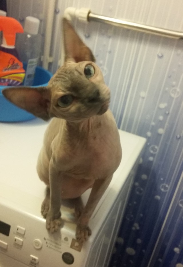 К котовторнику делюсь
