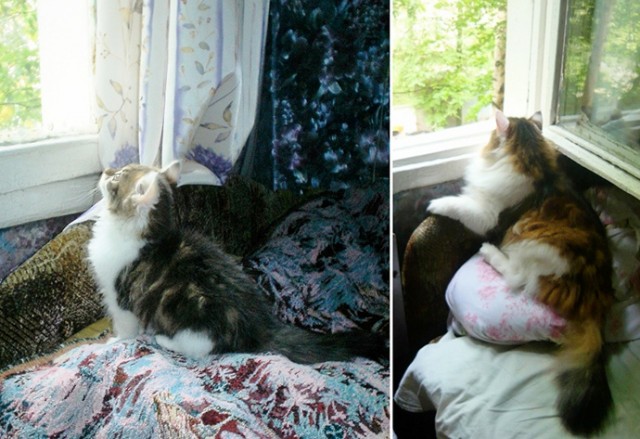 Котовторник 23.07.2013