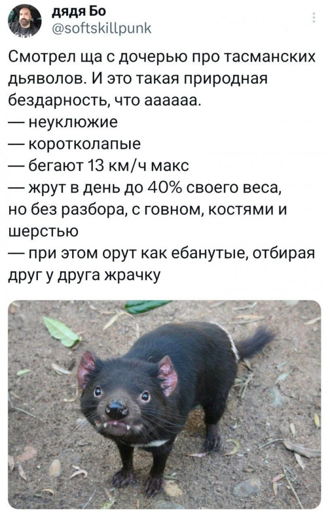 Выглядит, будто летучий мышь трахнул чихуахуа.