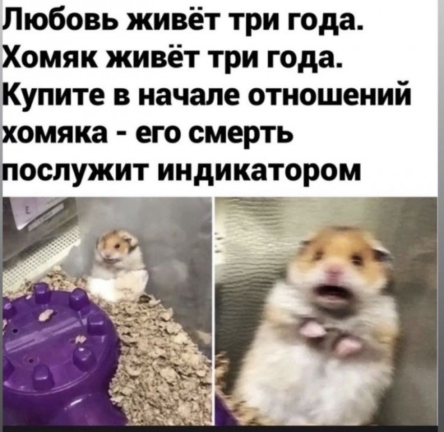 Хомяк живет три года.