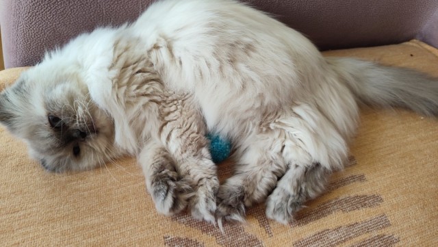 Ура, котовторник!