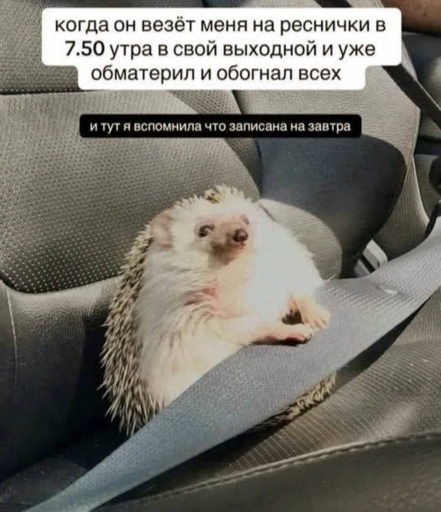 Картинки для деградации 281 (разной степени свежести)