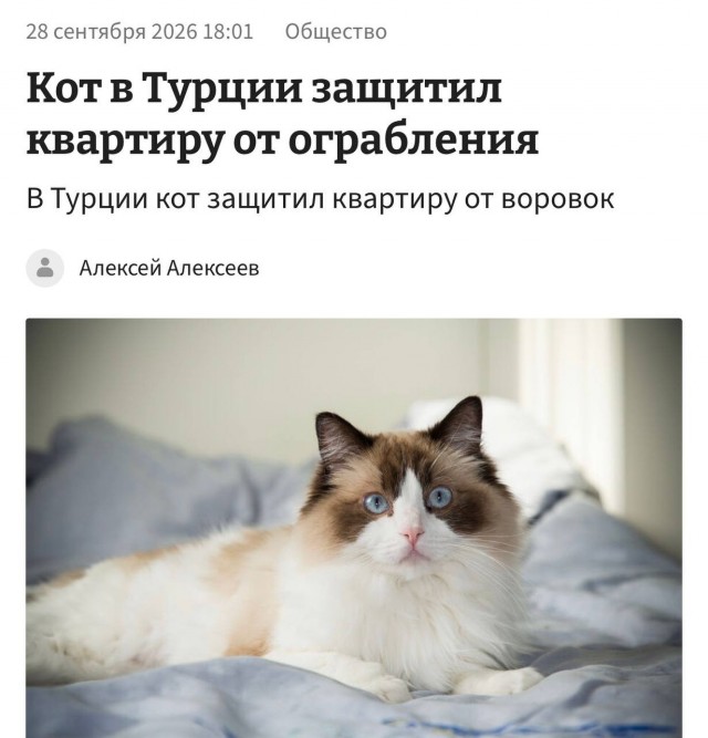 В Турции кот 45 минут отбивался от четырёх грабителей и не пустил их в квартиру