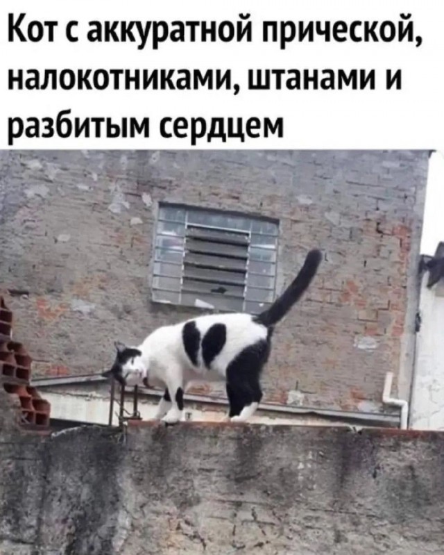 Веселые картинки в пятницу (16.10)