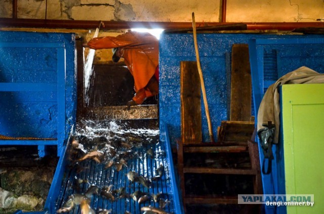 Ловцы грез: репортаж из белорусского рыбхоза