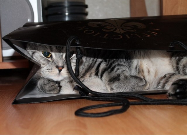 Котейка, который не знает как лежат котейки