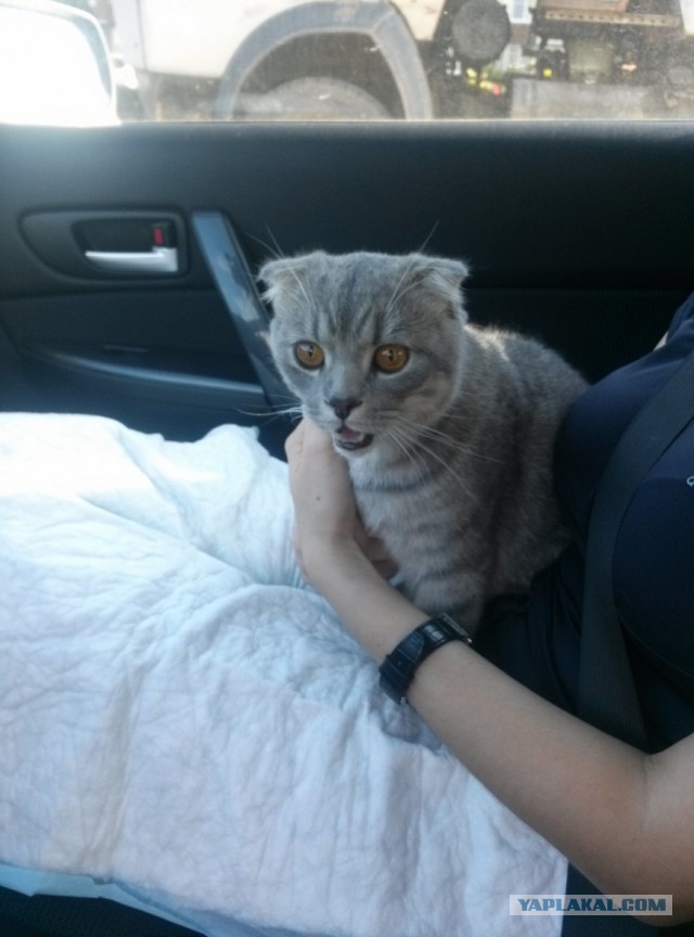 Котовторник  08.07.2014