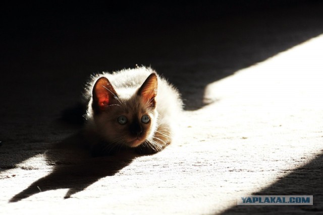 Котовторник 22.07.14
