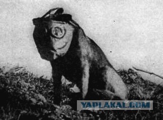 Очень редкие фотки Первой мировой войны