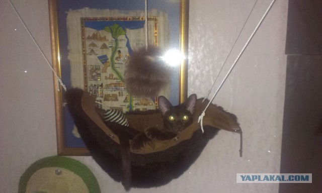 Котовторник 19.08.2014
