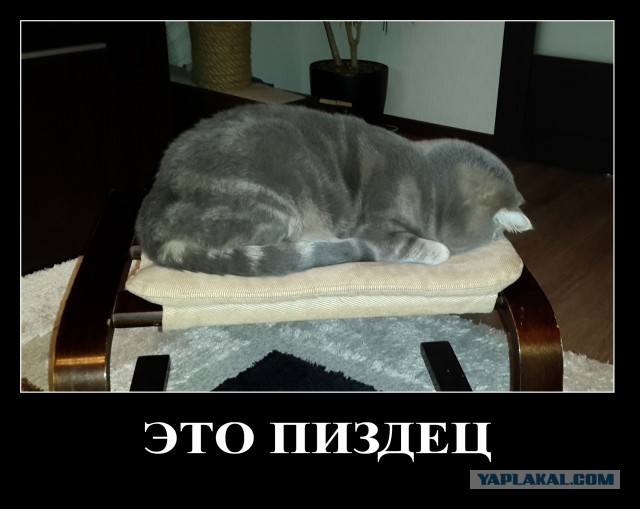 Беспредел котовский! 18+