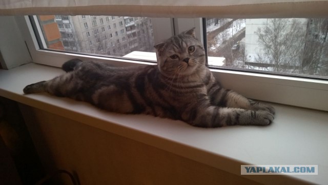 Котовторник 20.01.2015