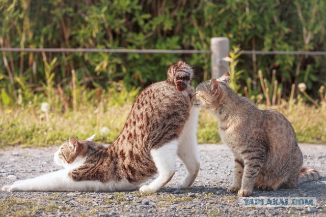 Котовторник 25.08.2015