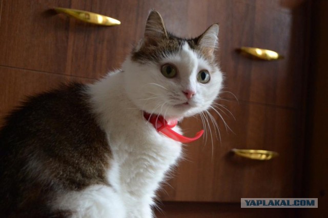 Моя кошка долгожительница