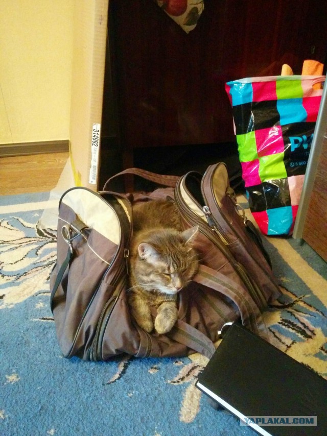 Котовторник 15.12.2015